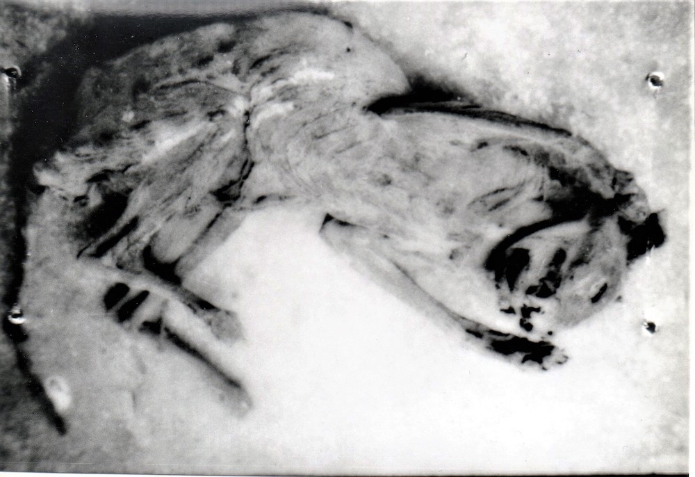 dessicated cat